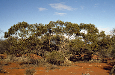APII jpeg image of Eucalyptus fruticosa  © contact APII