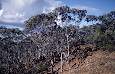 APII jpeg image of Eucalyptus gardneri subsp. ravensthorpensis  © contact APII