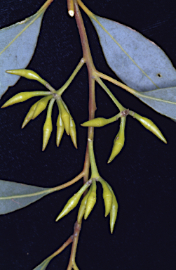 APII jpeg image of Eucalyptus pauciflora subsp. niphophila  © contact APII