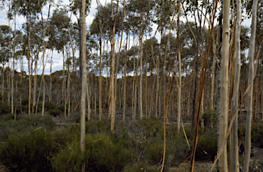 APII jpeg image of Eucalyptus georgei subsp. fulgida  © contact APII