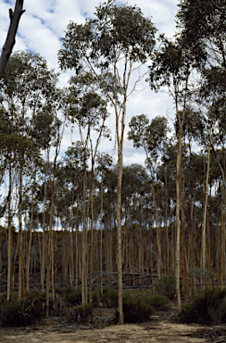 APII jpeg image of Eucalyptus georgei subsp. fulgida  © contact APII