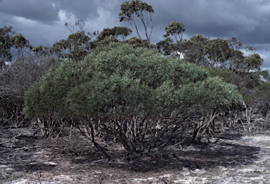APII jpeg image of Eucalyptus halophila  © contact APII