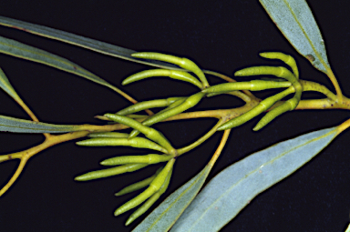 APII jpeg image of Eucalyptus histophylla  © contact APII