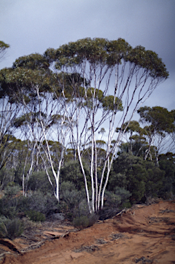 APII jpeg image of Eucalyptus horistes  © contact APII