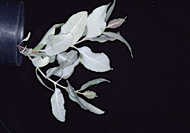 APII jpeg image of Eucalyptus impensa  © contact APII