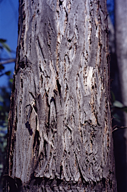 APII jpeg image of Eucalyptus ignorabilis  © contact APII