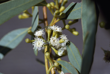 APII jpeg image of Eucalyptus johnsoniana  © contact APII