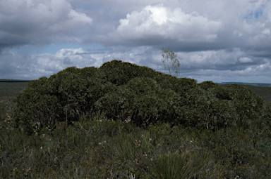 APII jpeg image of Eucalyptus johnsoniana  © contact APII