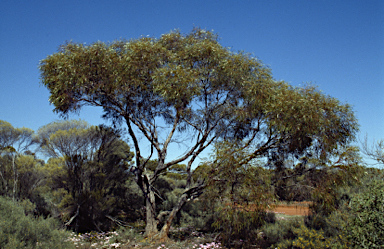 APII jpeg image of Eucalyptus kochii subsp. amaryssia  © contact APII