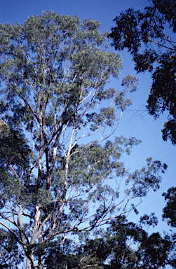 APII jpeg image of Eucalyptus largeana  © contact APII