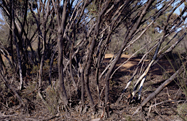 APII jpeg image of Eucalyptus latens  © contact APII