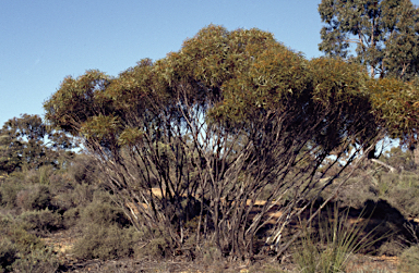 APII jpeg image of Eucalyptus latens  © contact APII