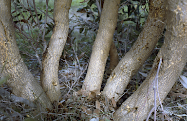 APII jpeg image of Eucalyptus lateritica  © contact APII