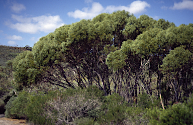 APII jpeg image of Eucalyptus leprophloia  © contact APII