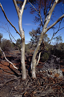 APII jpeg image of Eucalyptus leptophylla  © contact APII