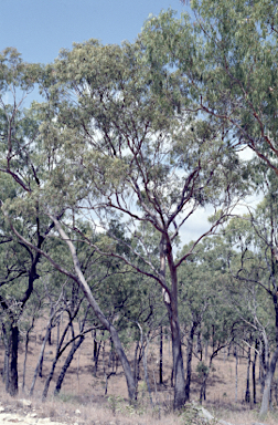 APII jpeg image of Eucalyptus lockyeri subsp. exuta  © contact APII