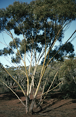 APII jpeg image of Eucalyptus loxophleba  © contact APII