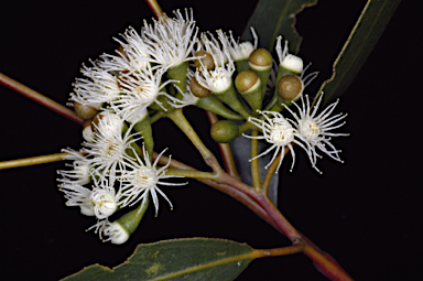 APII jpeg image of Eucalyptus loxophleba subsp. supralaevis  © contact APII