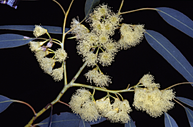 APII jpeg image of Eucalyptus luculenta  © contact APII