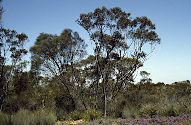 APII jpeg image of Eucalyptus macrandra  © contact APII