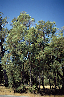 APII jpeg image of Eucalyptus marginata subsp. elegantella  © contact APII