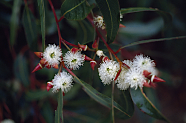 APII jpeg image of Eucalyptus  © contact APII