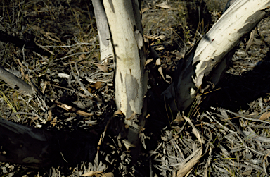 APII jpeg image of Eucalyptus medialis  © contact APII