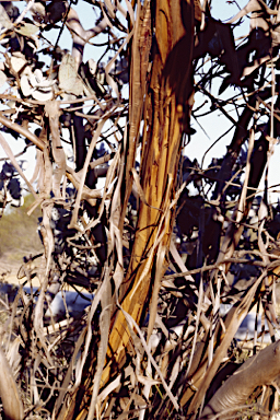 APII jpeg image of Eucalyptus macrocarpa subsp. macrocarpa  © contact APII