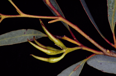 APII jpeg image of Eucalyptus melanophitra  © contact APII