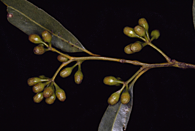 APII jpeg image of Eucalyptus melanoxylon  © contact APII