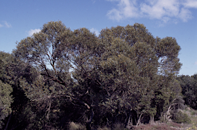 APII jpeg image of Eucalyptus merrickiae  © contact APII