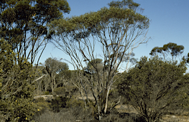 APII jpeg image of Eucalyptus mimica subsp. mimica  © contact APII