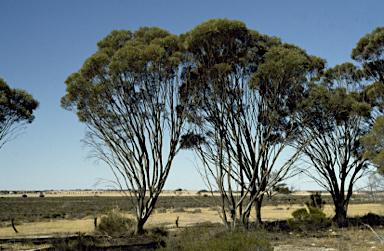 APII jpeg image of Eucalyptus mimica subsp. mimica  © contact APII