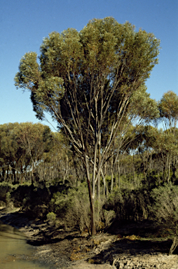 APII jpeg image of Eucalyptus mimica subsp. continens  © contact APII