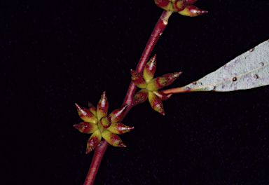 APII jpeg image of Eucalyptus mitchelliana  © contact APII