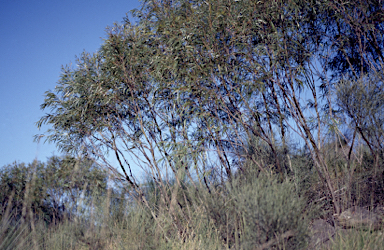 APII jpeg image of Eucalyptus moorei subsp. serpentinicola  © contact APII