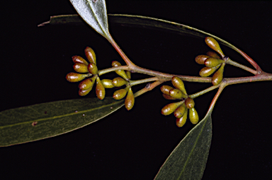 APII jpeg image of Eucalyptus myriadena  © contact APII
