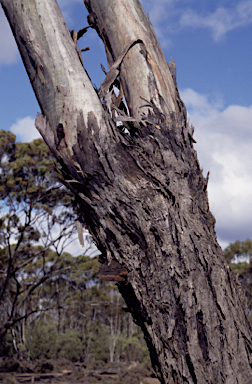 APII jpeg image of Eucalyptus myriadena  © contact APII