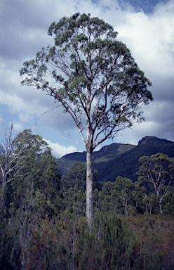 APII jpeg image of Eucalyptus nitida  © contact APII