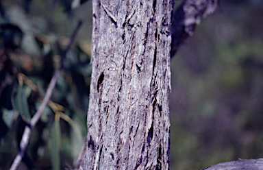 APII jpeg image of Eucalyptus pachycalyx subsp. waajensis  © contact APII