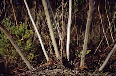 APII jpeg image of Eucalyptus obtusiflora subsp. dongarraensis  © contact APII