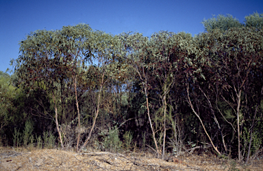 APII jpeg image of Eucalyptus obtusiflora subsp. dongarraensis  © contact APII