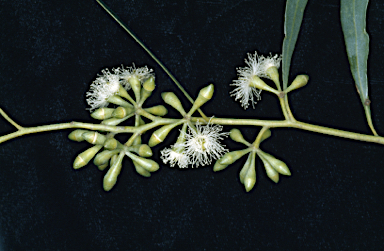 APII jpeg image of Eucalyptus odorata  © contact APII