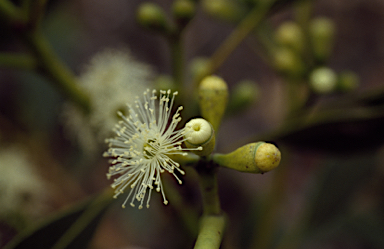 APII jpeg image of Eucalyptus argutifolia  © contact APII