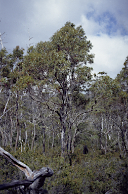 APII jpeg image of Eucalyptus archeri  © contact APII