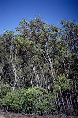 APII jpeg image of Eucalyptus argutifolia  © contact APII