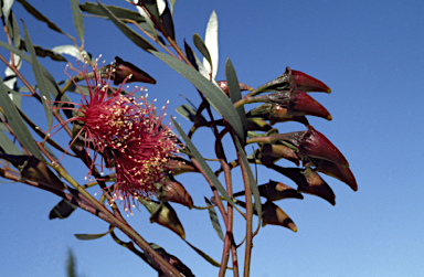 APII jpeg image of Eucalyptus armillata  © contact APII