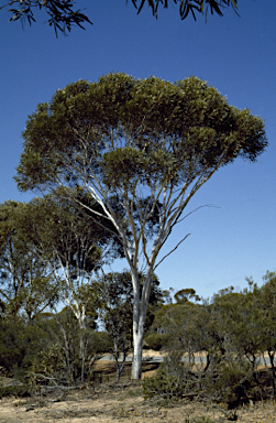 APII jpeg image of Eucalyptus armillata  © contact APII