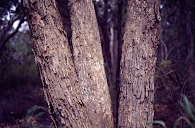 APII jpeg image of Eucalyptus aromaphloia subsp. sabulosa  © contact APII