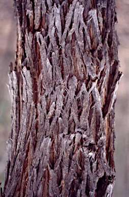 APII jpeg image of Eucalyptus aromaphloia subsp. aromaphloia  © contact APII